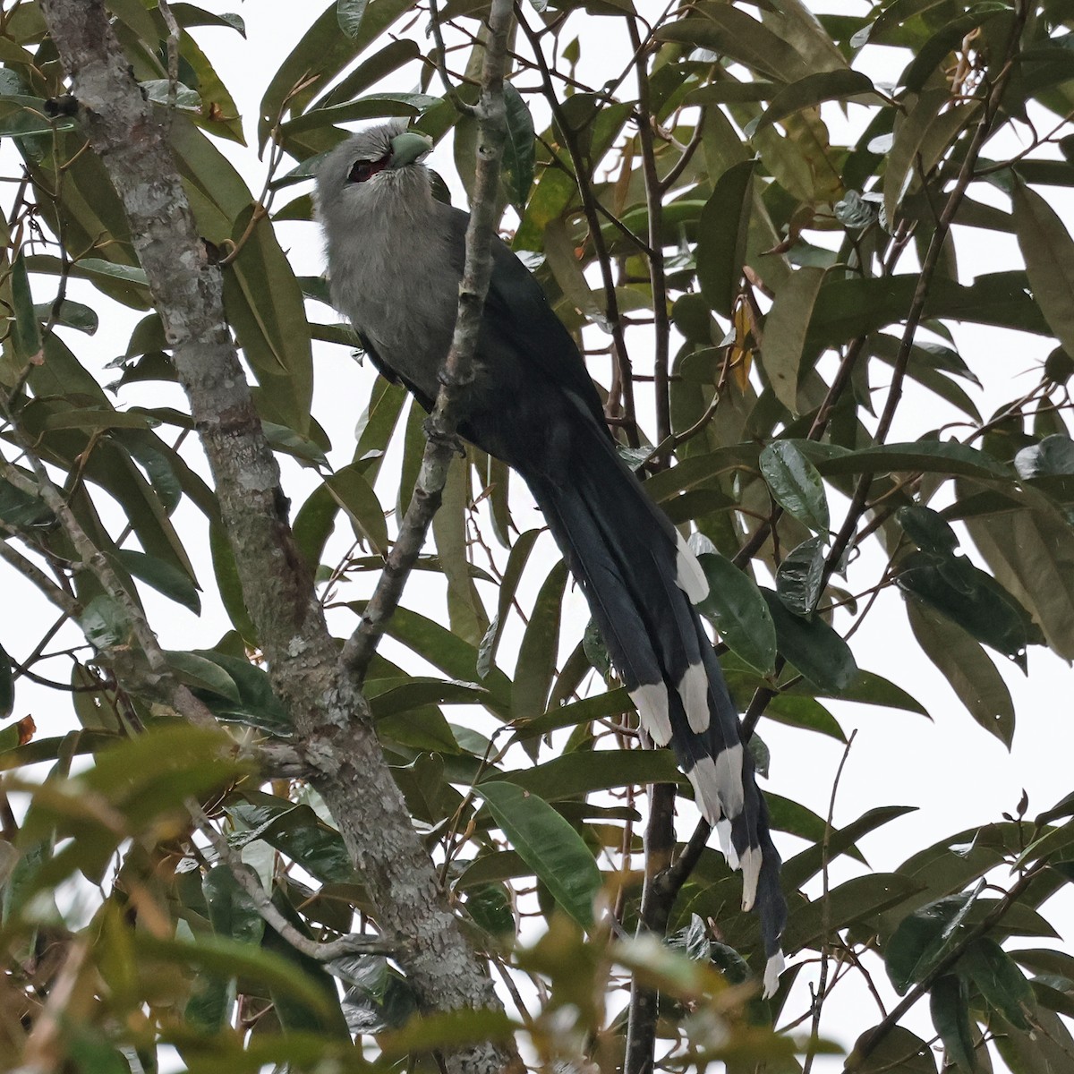 Green-billed Malkoha - ML609817589