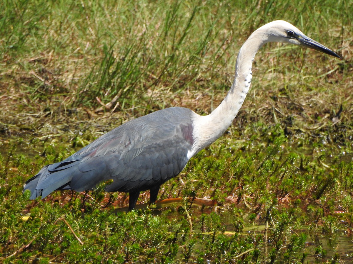 Pacific Heron - ML609817643