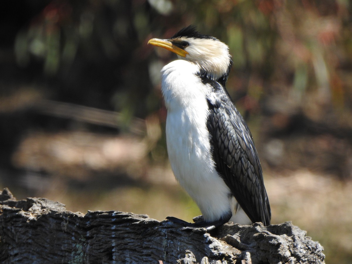 Little Pied Cormorant - ML609817658