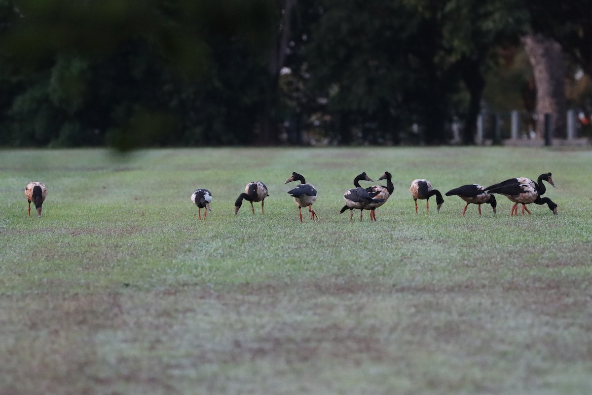 Magpie Goose - ML609817664