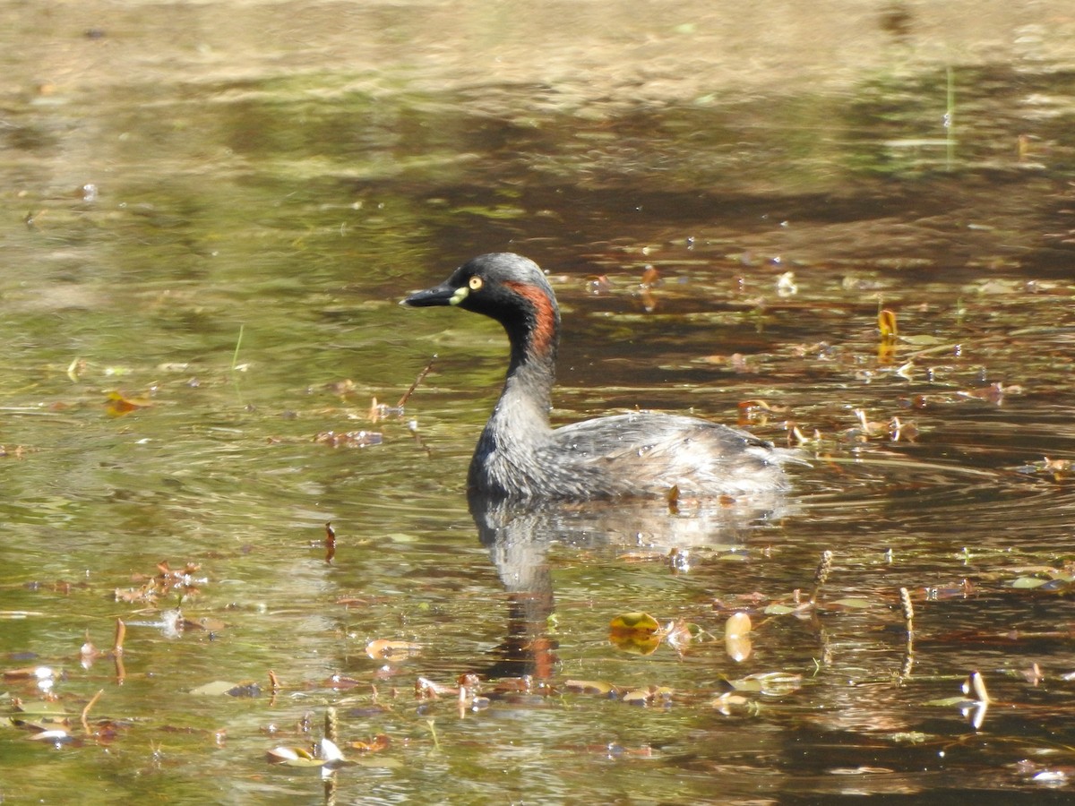 Australasian Grebe - ML609817667