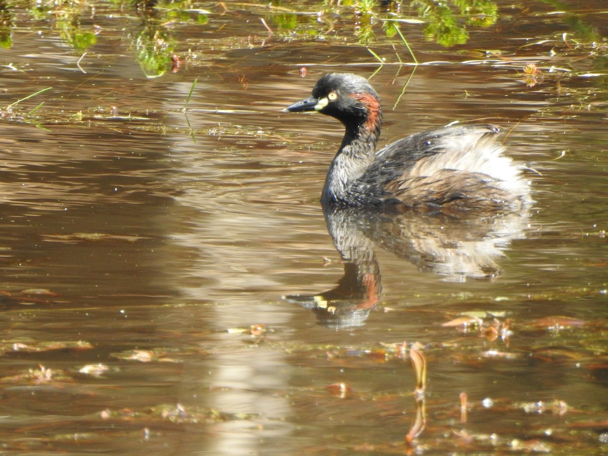 Australasian Grebe - ML609817668