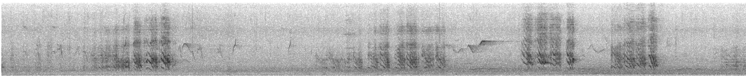 White-bellied Cuckooshrike - ML609817692