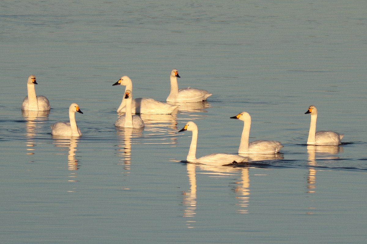 Tundra Swan (Bewick's) - ML609817744