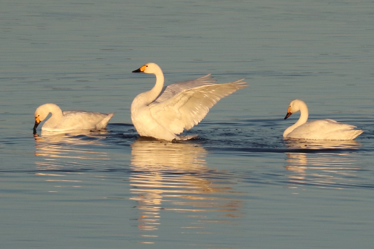 Tundra Swan (Bewick's) - ML609817747