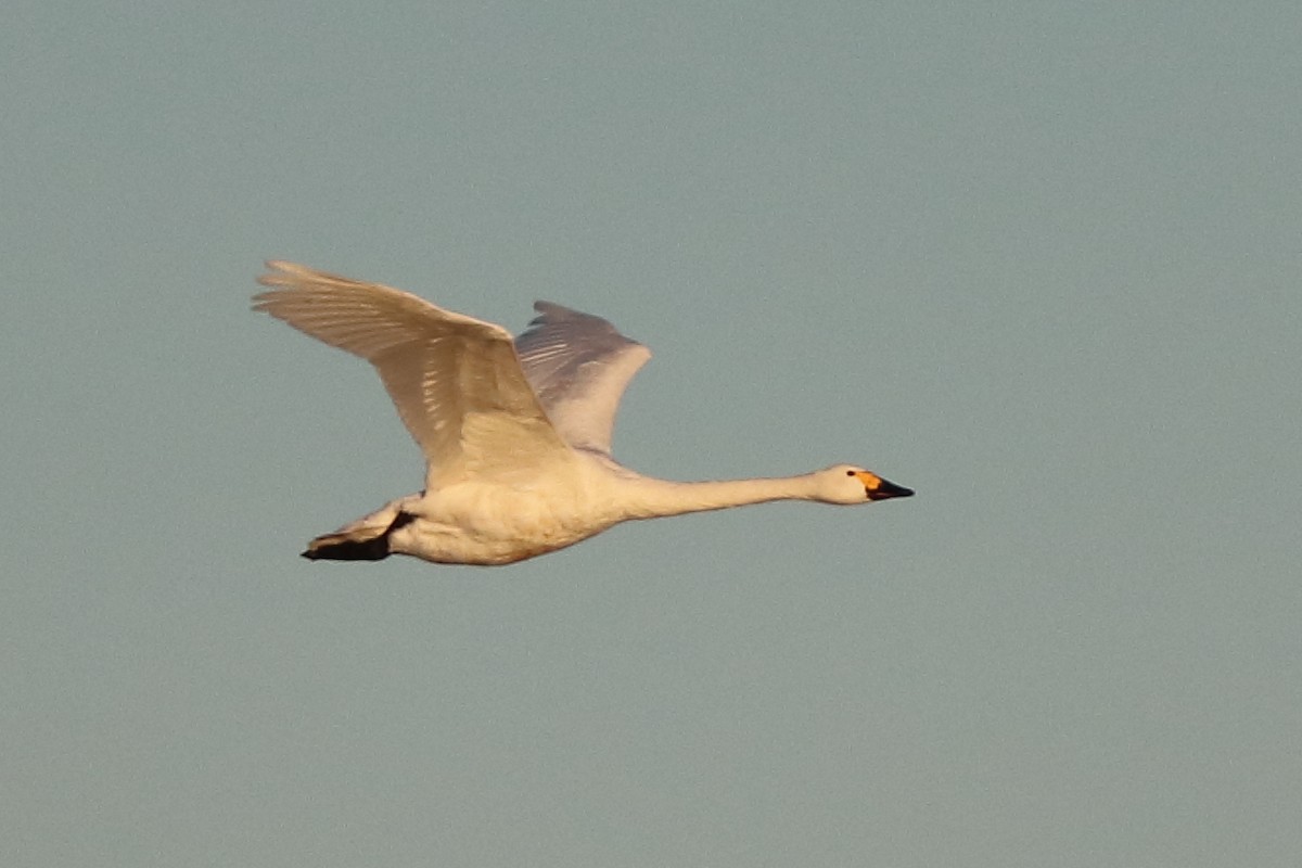 Tundra Swan (Bewick's) - ML609817749