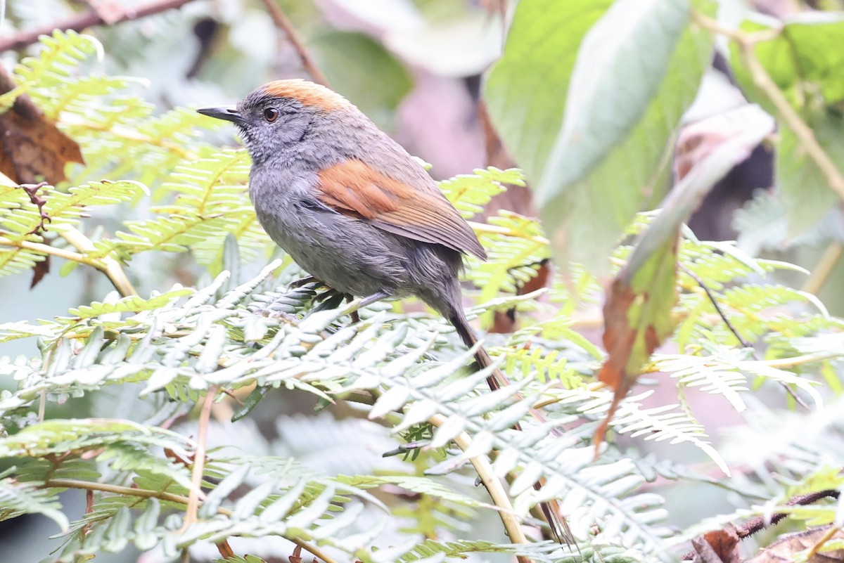 Azara's Spinetail - ML609817752