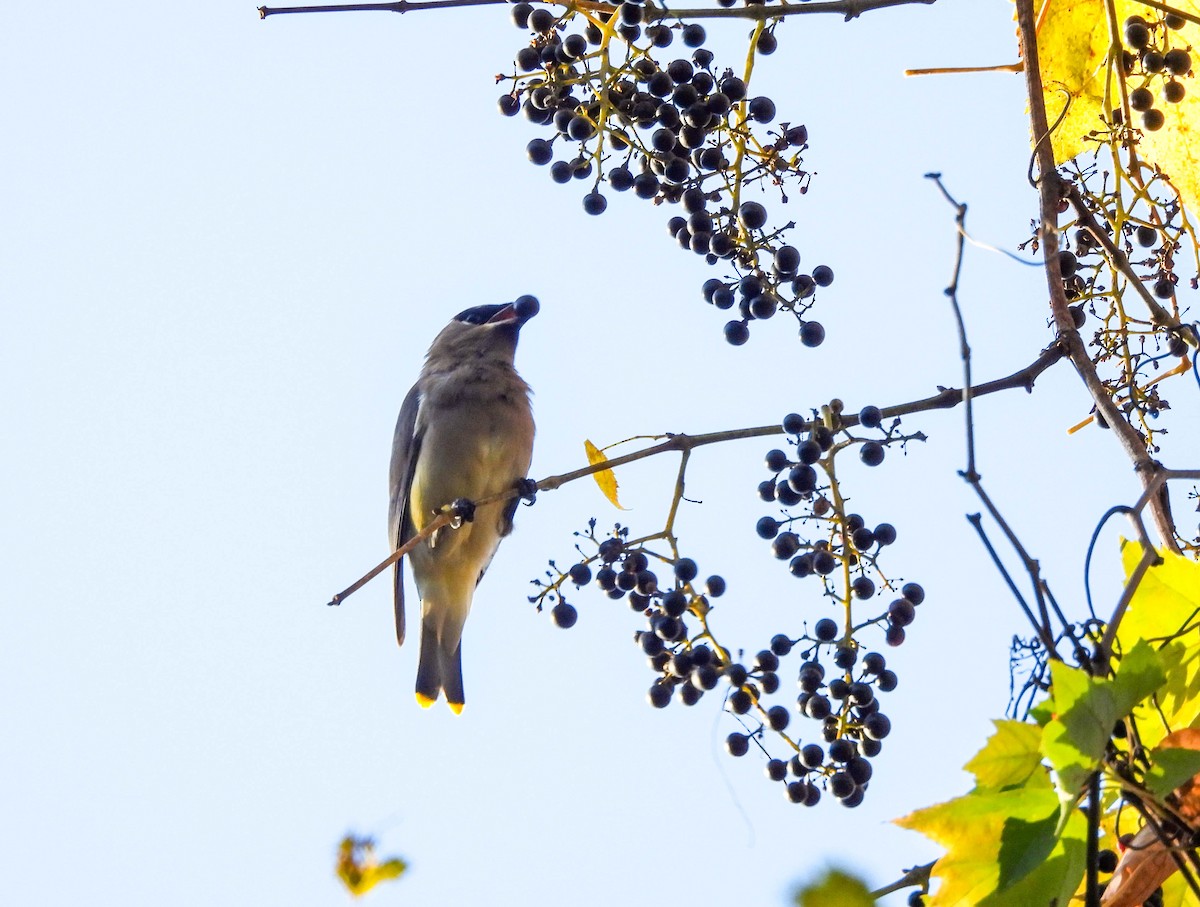 Cedar Waxwing - ML609817842