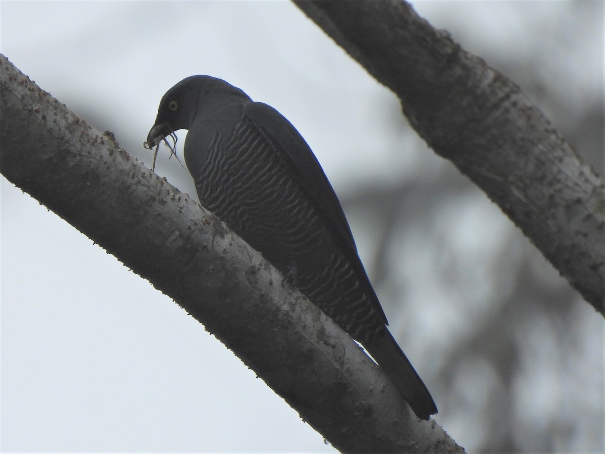 Barred Cuckooshrike - ML609818018