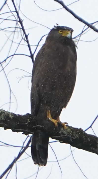Crested Serpent-Eagle - ML609818077