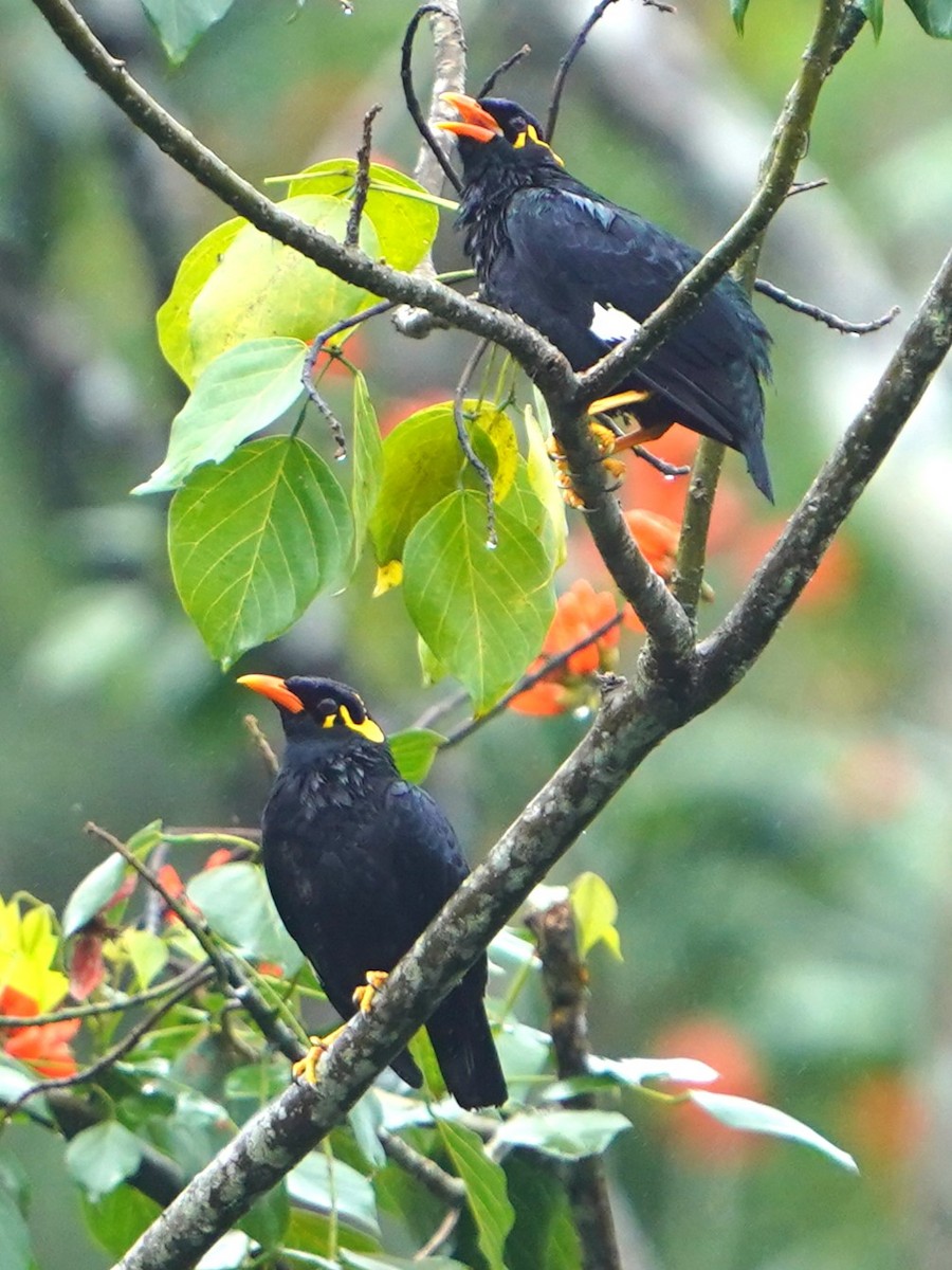 Southern Hill Myna - ML609818090