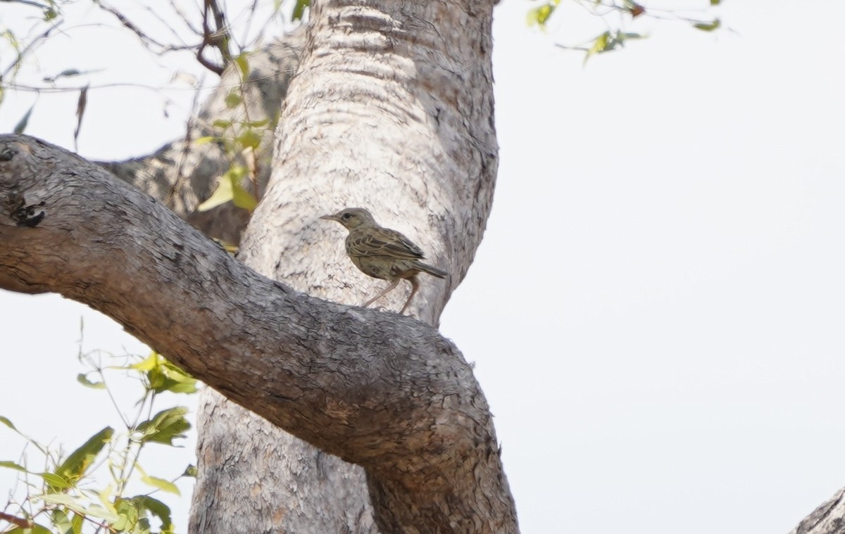 Brown Songlark - ML609818107