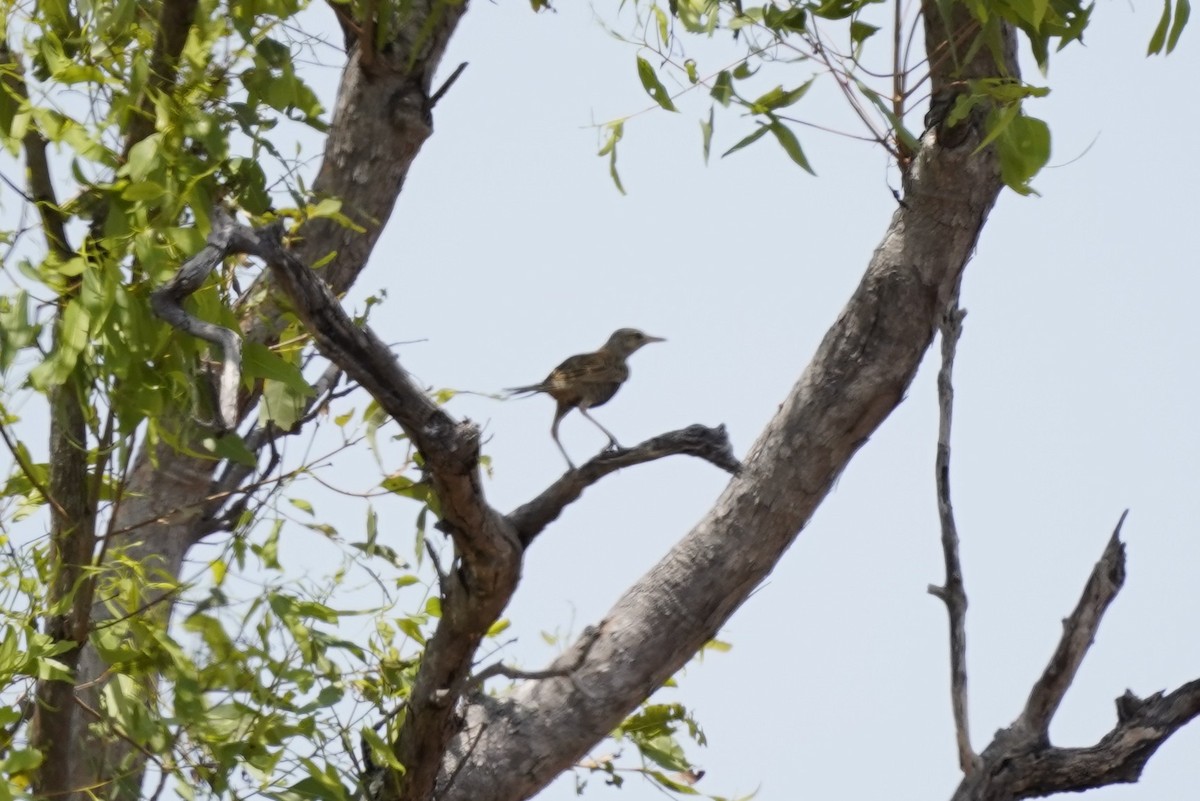 Brown Songlark - ML609818108