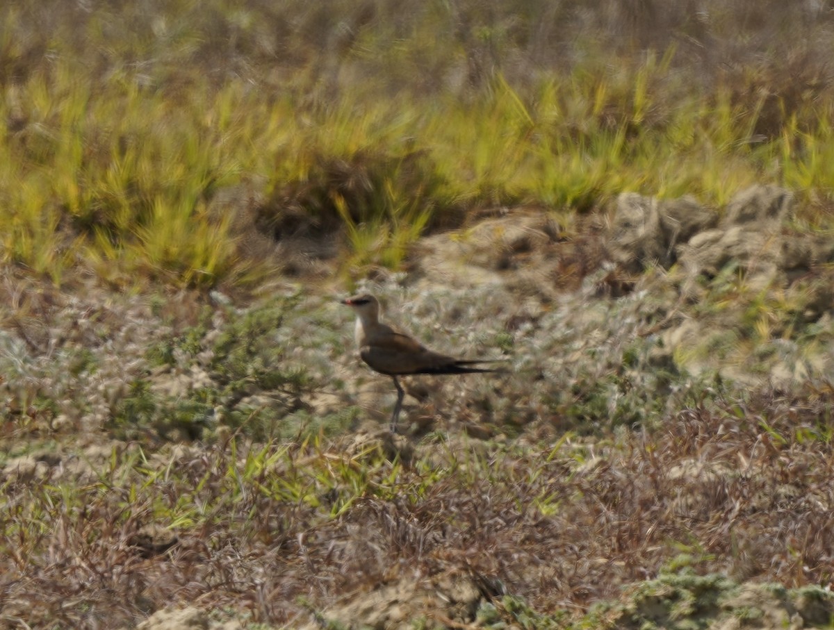 Glaréole isabelle - ML609818111