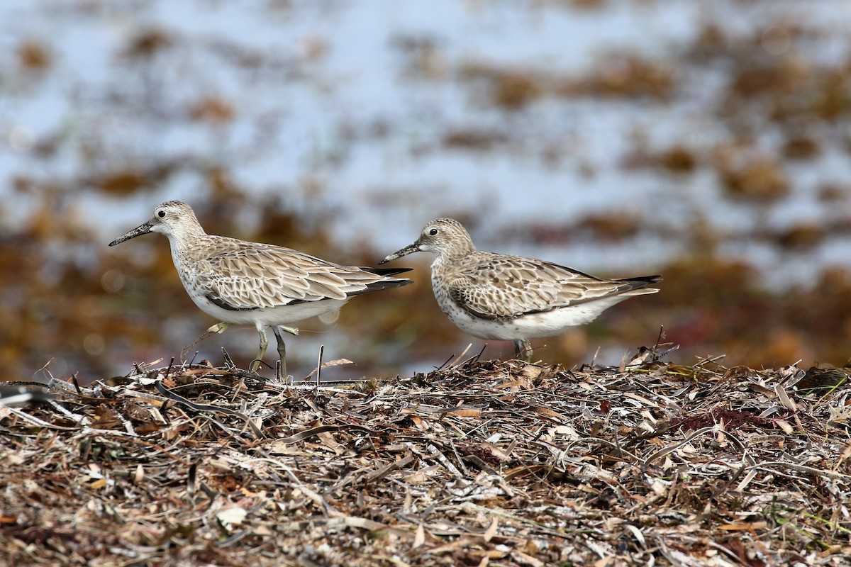 Great Knot - Alan Henry