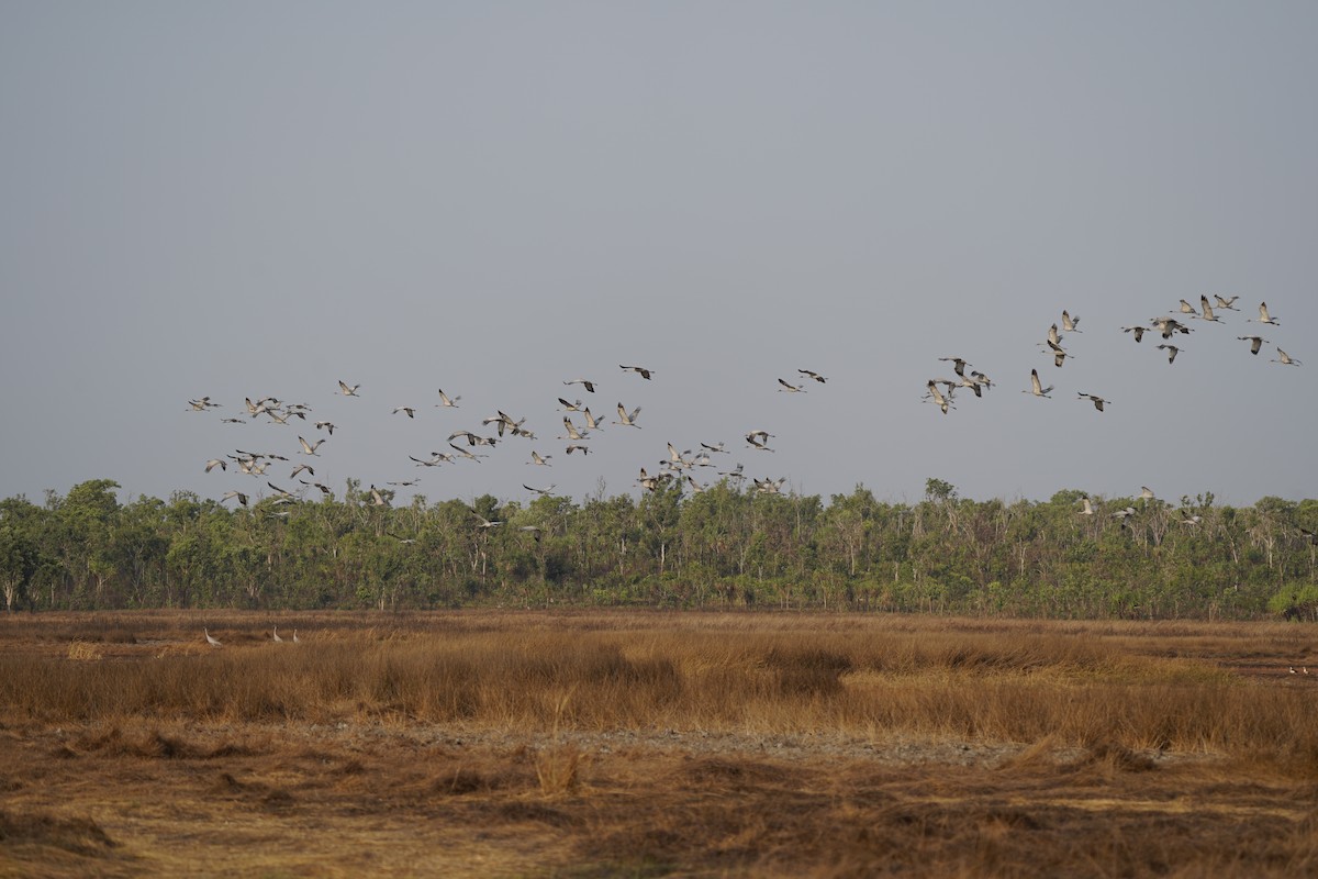 Grulla Brolga - ML609818200