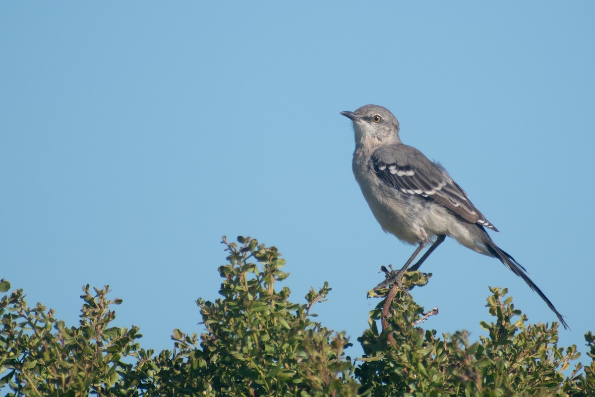 Northern Mockingbird - ML609818207