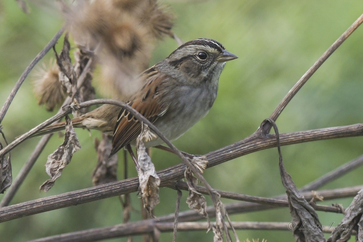 Swamp Sparrow - Lucien Lemay