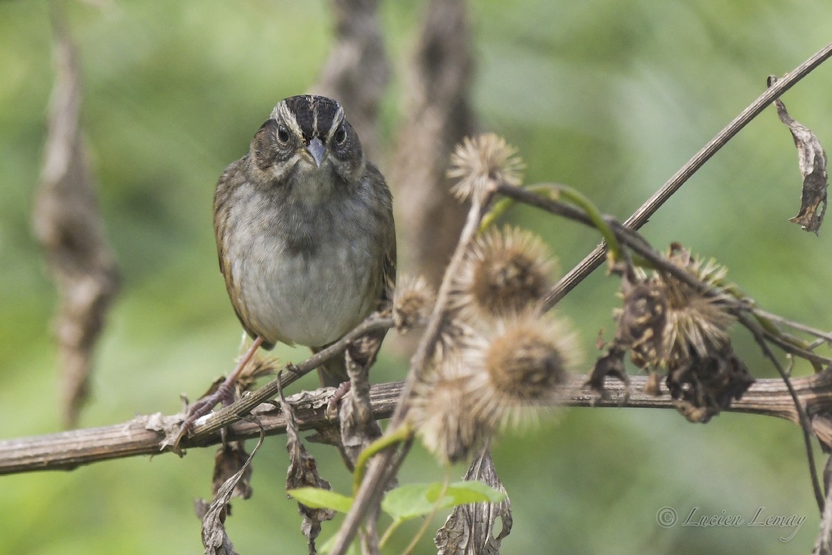 Swamp Sparrow - Lucien Lemay