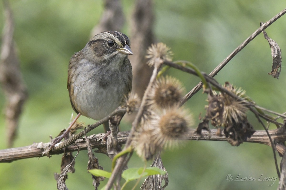 Swamp Sparrow - Lucien Lemay