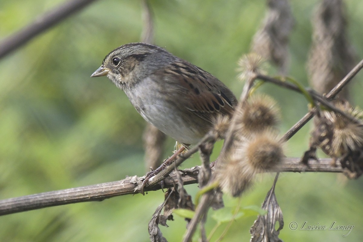 Swamp Sparrow - Lucien Lemay