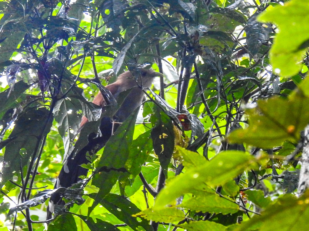 Squirrel Cuckoo - ML609818358