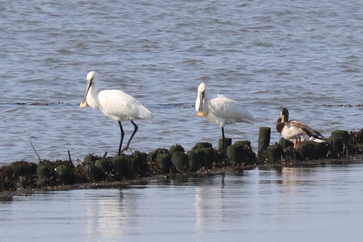 Eurasian Spoonbill - ML609818375