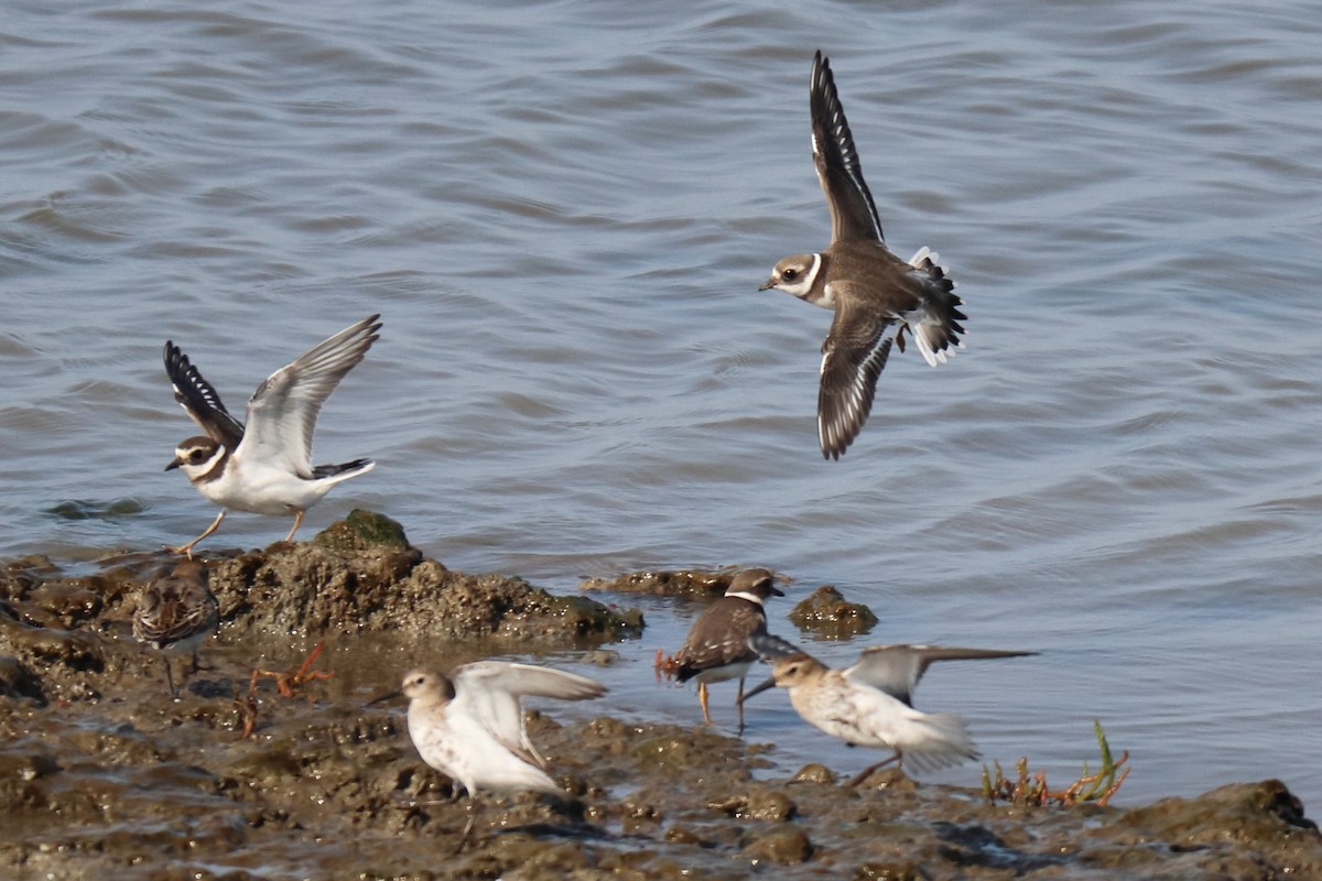 Common Ringed Plover - ML609818387