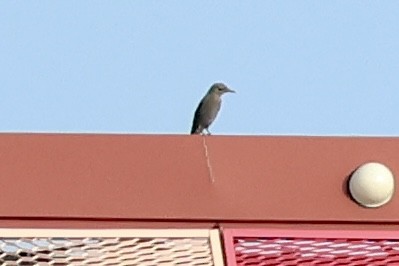 Blue Rock-Thrush - ML609818448