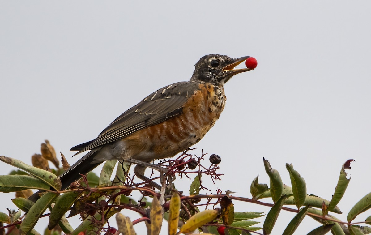 American Robin - ML609818520