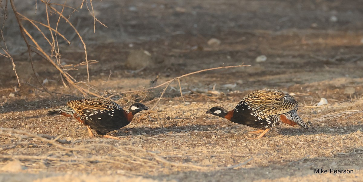 Black Francolin - ML609818561