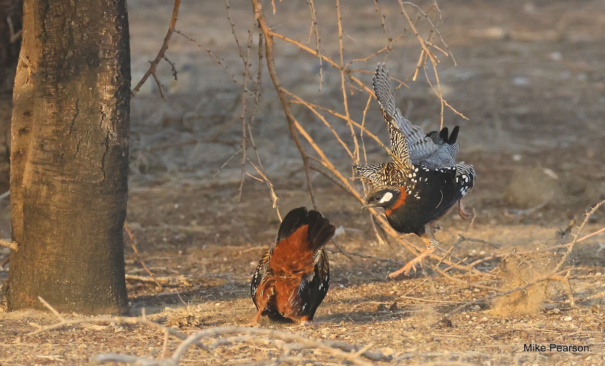 Black Francolin - ML609818579