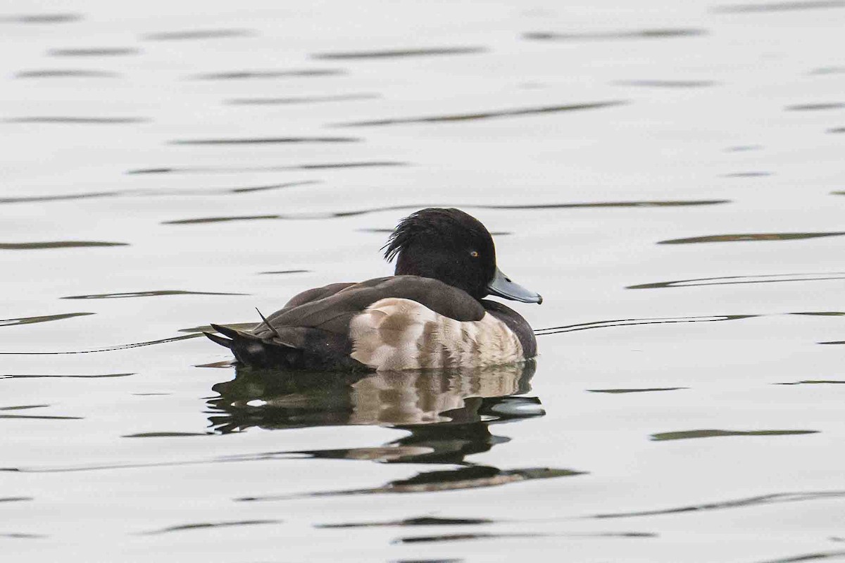 Tufted Duck - Frank King