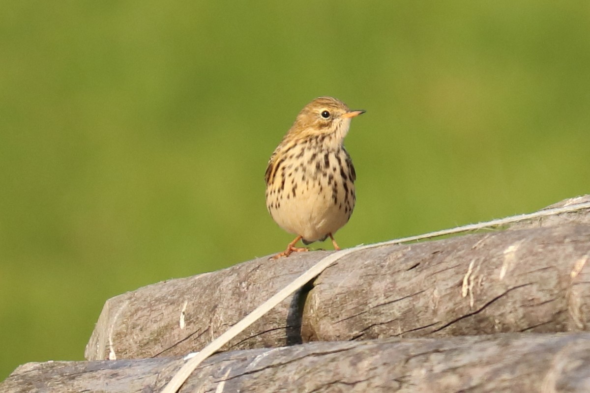 Meadow Pipit - ML609818675