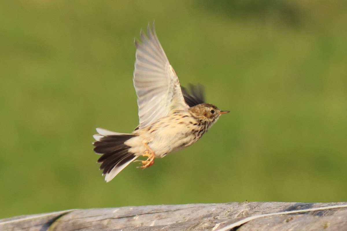 Meadow Pipit - ML609818676