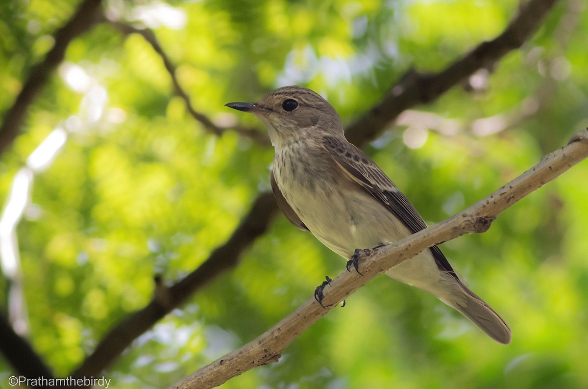 Spotted Flycatcher - ML609818726