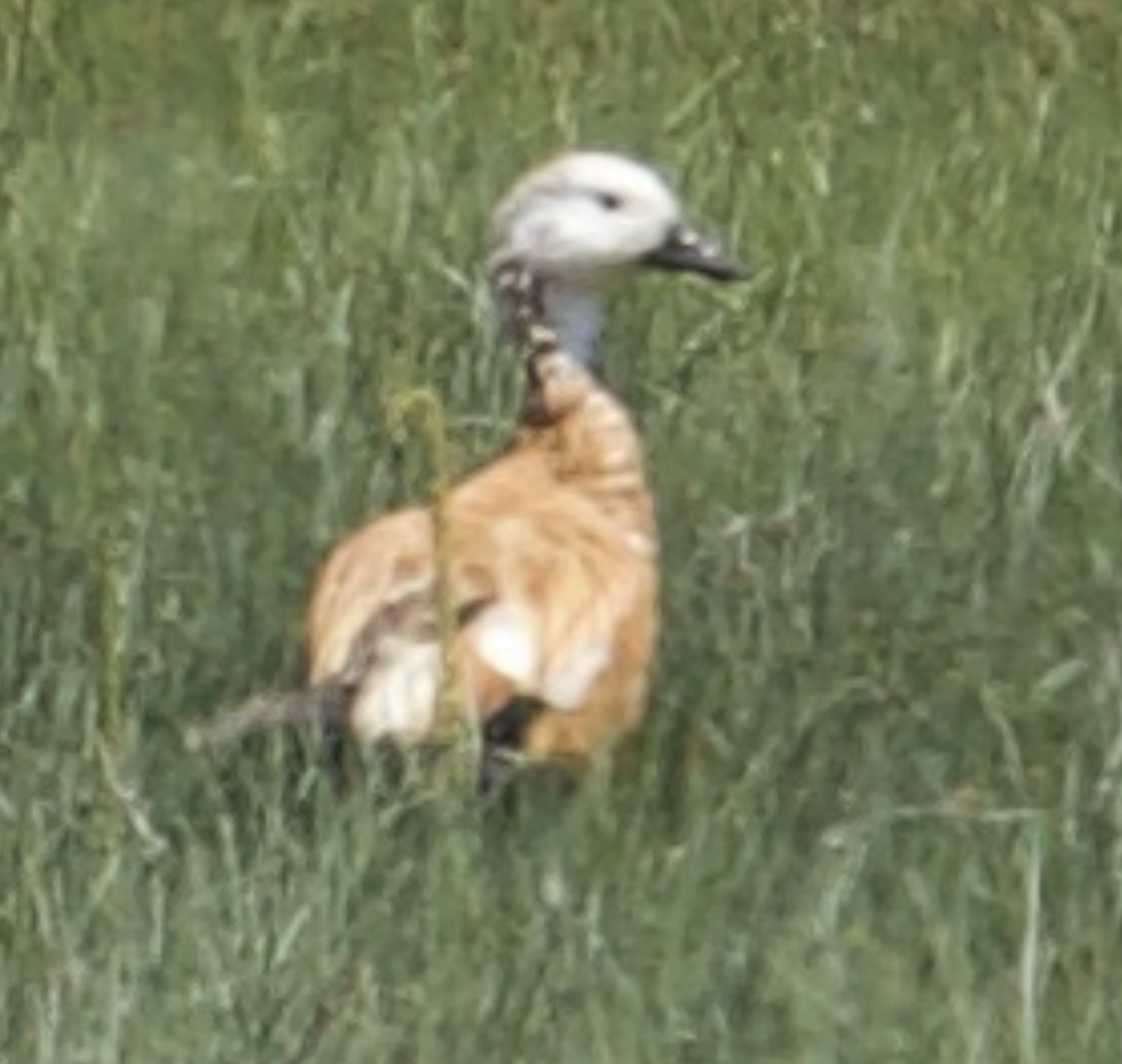 Ruddy Shelduck - ML609818754