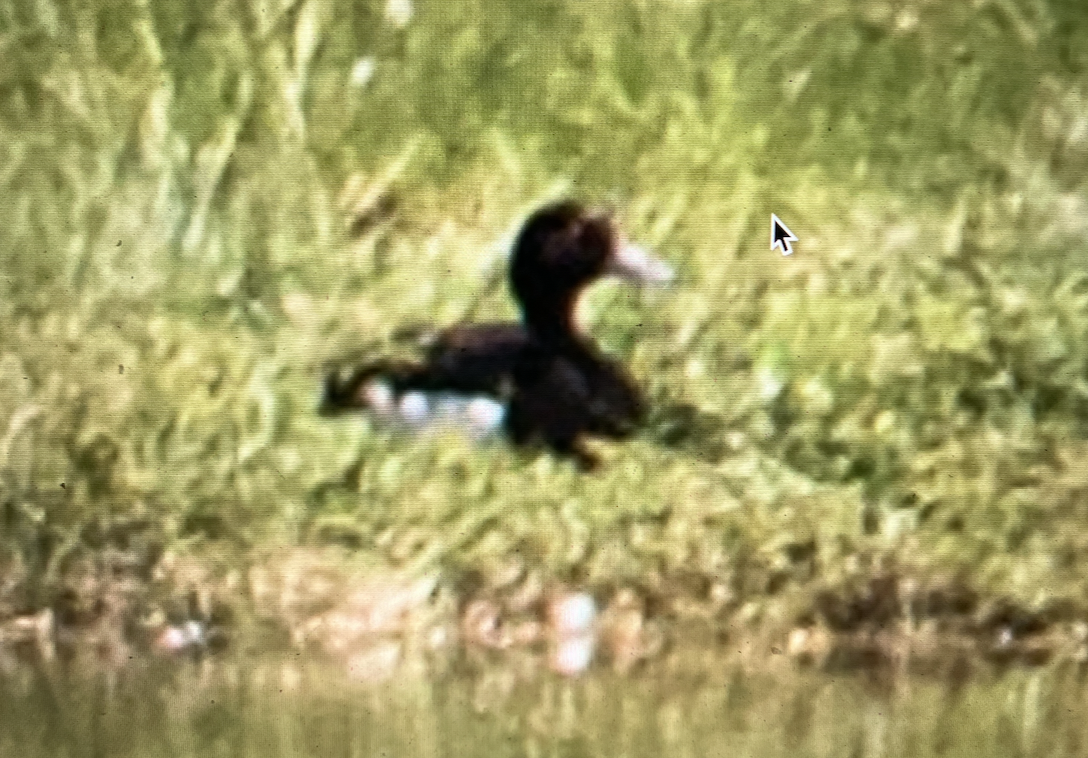 Tufted Duck - Max Ferrero