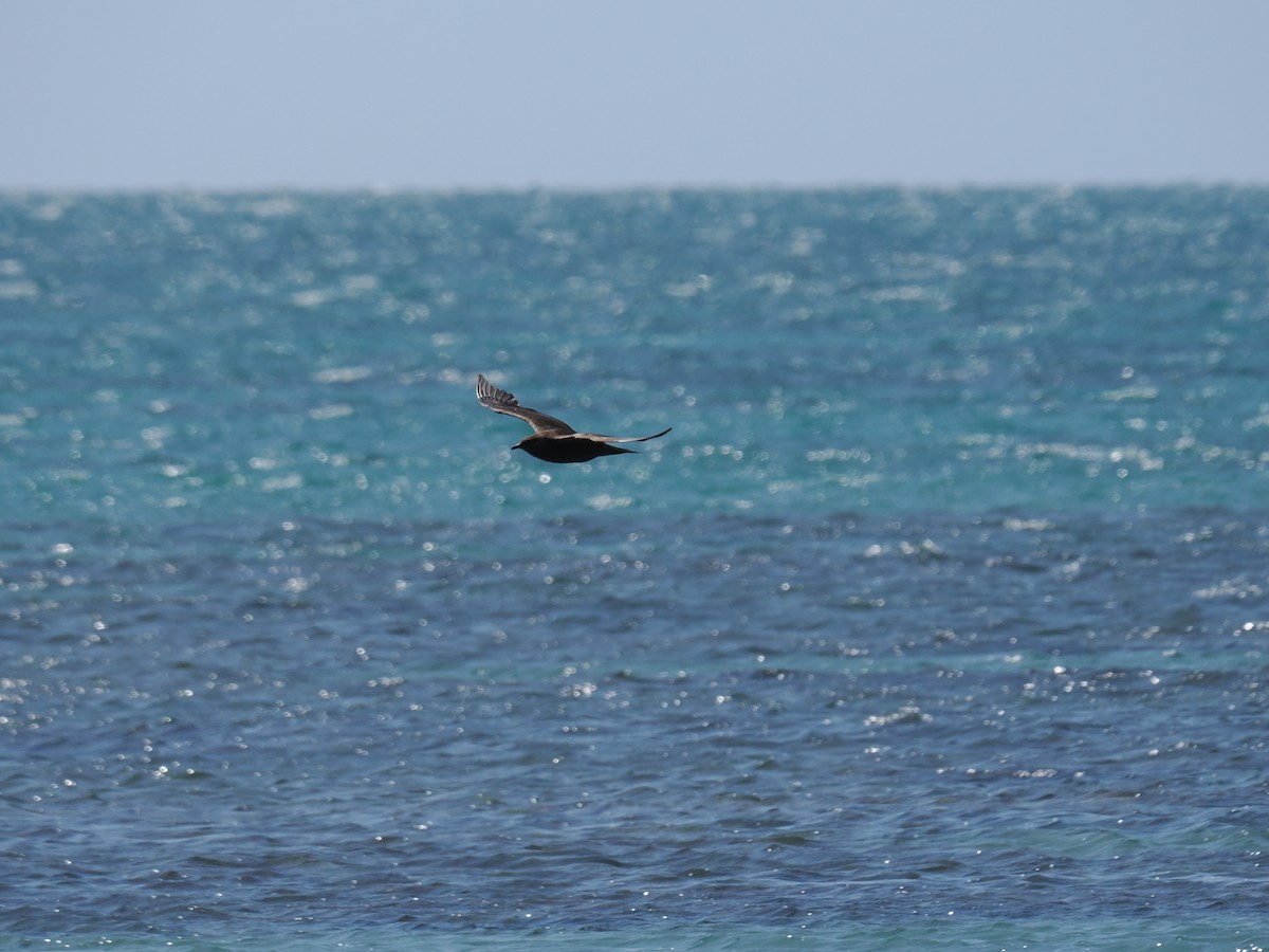 Parasitic Jaeger - ML609818802