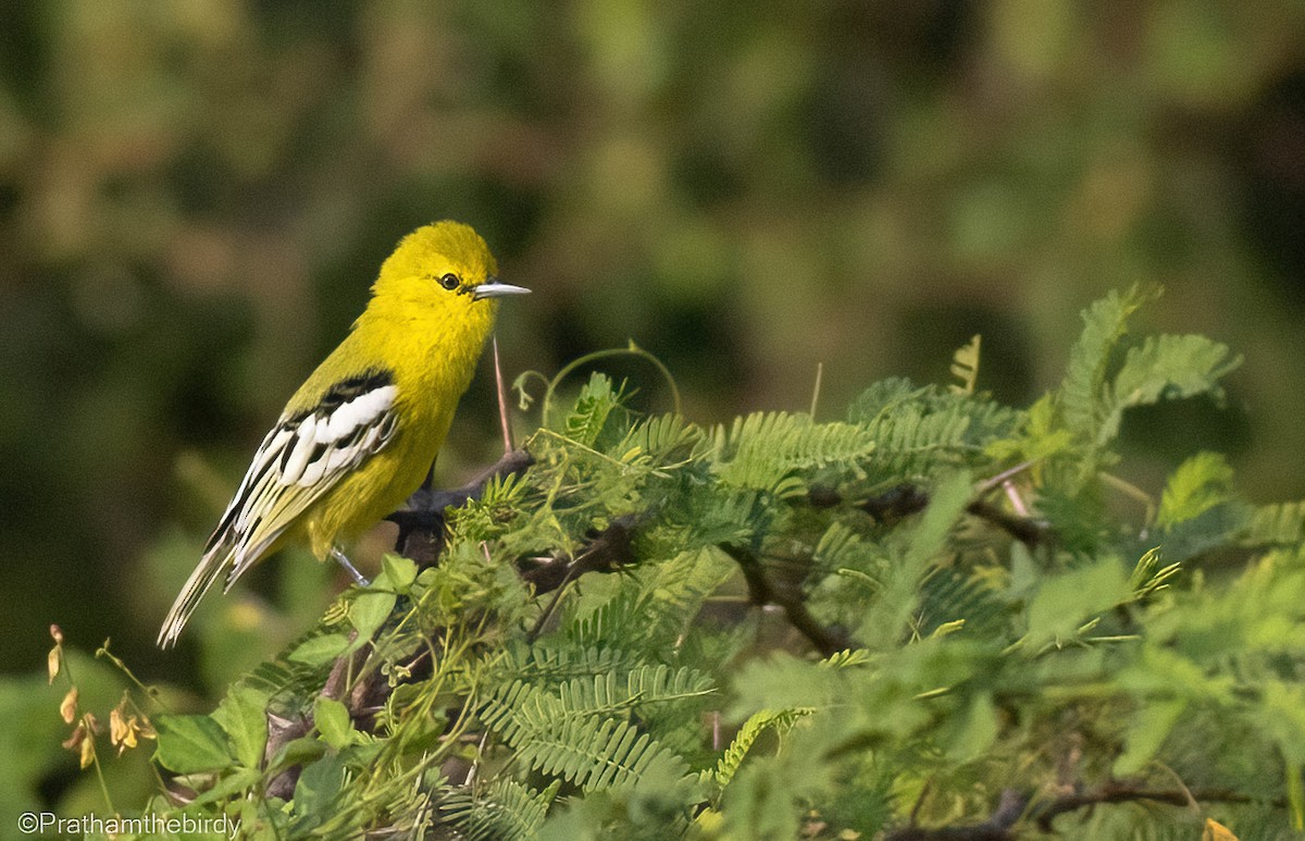 White-tailed Iora - Prathamesh Desai