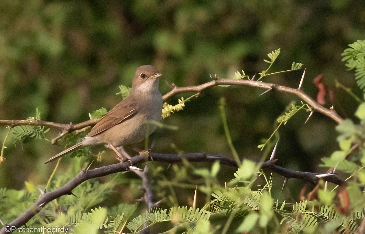 Greater Whitethroat - Prathamesh Desai