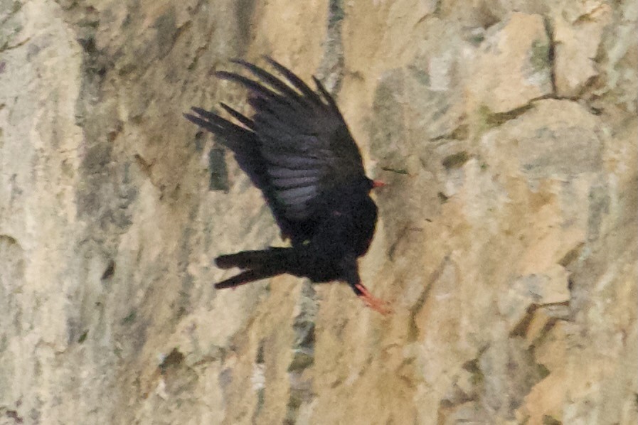 Red-billed Chough - ML609818997