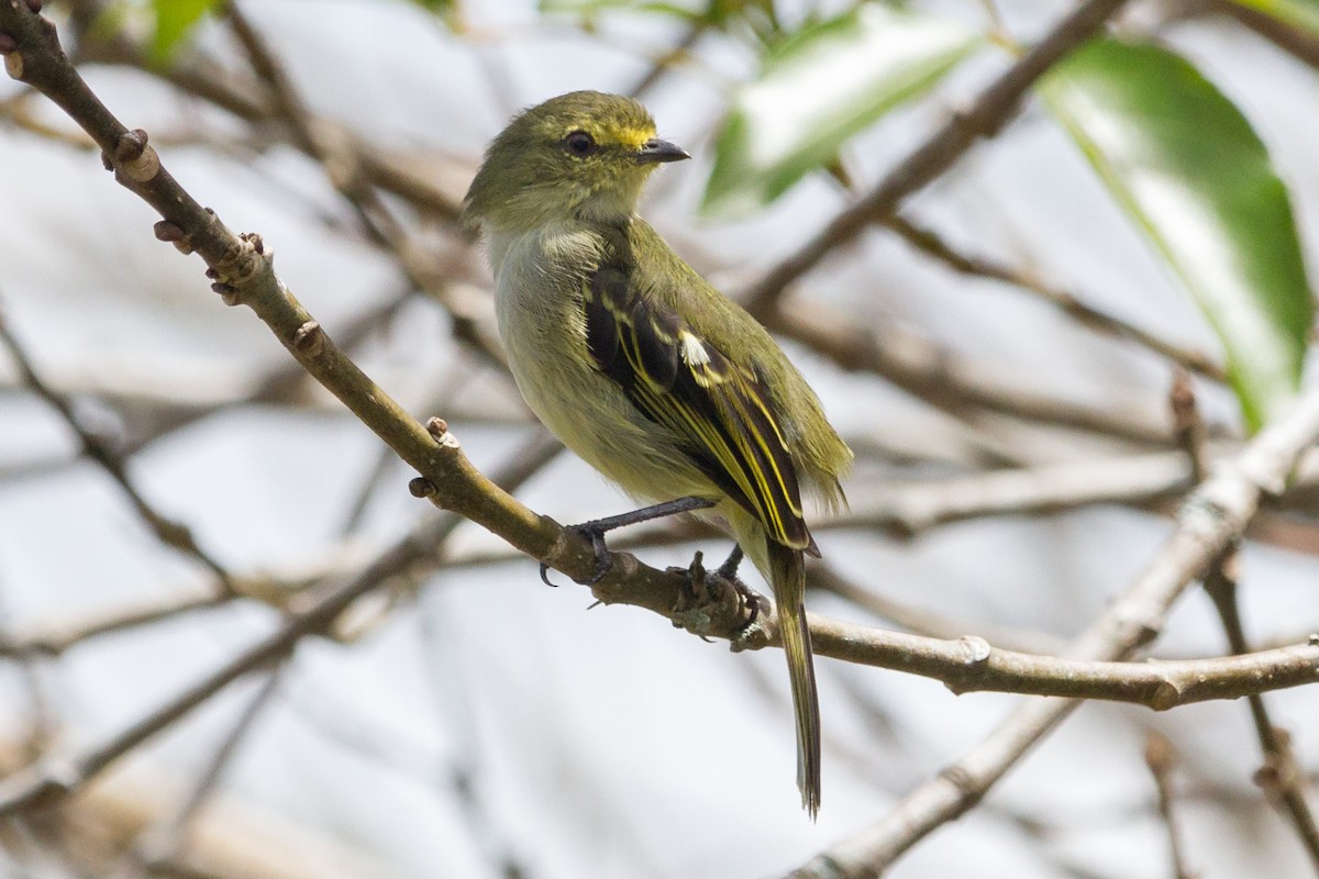 Golden-faced Tyrannulet - Oswaldo Hernández Sánchez