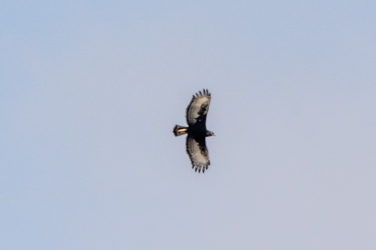 Long-crested Eagle - ML609819082