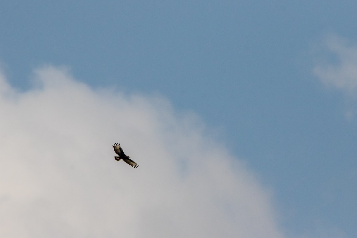 Águila Crestilarga - ML609819083