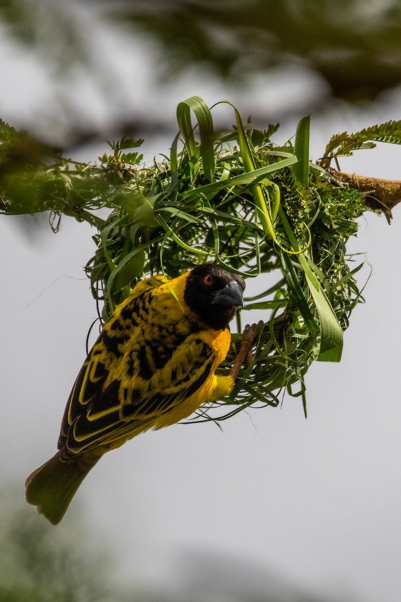 Village Weaver (Black-headed) - ML609819114