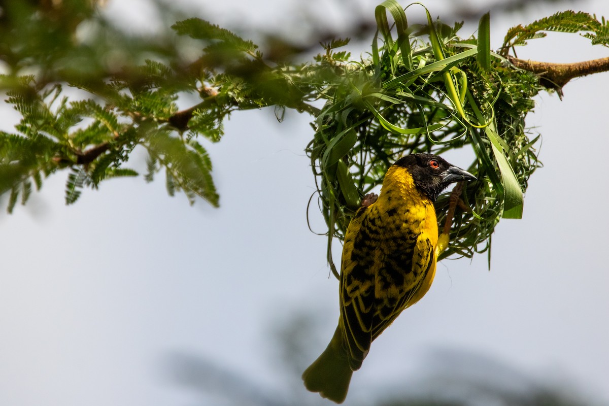 Village Weaver (Black-headed) - ML609819116