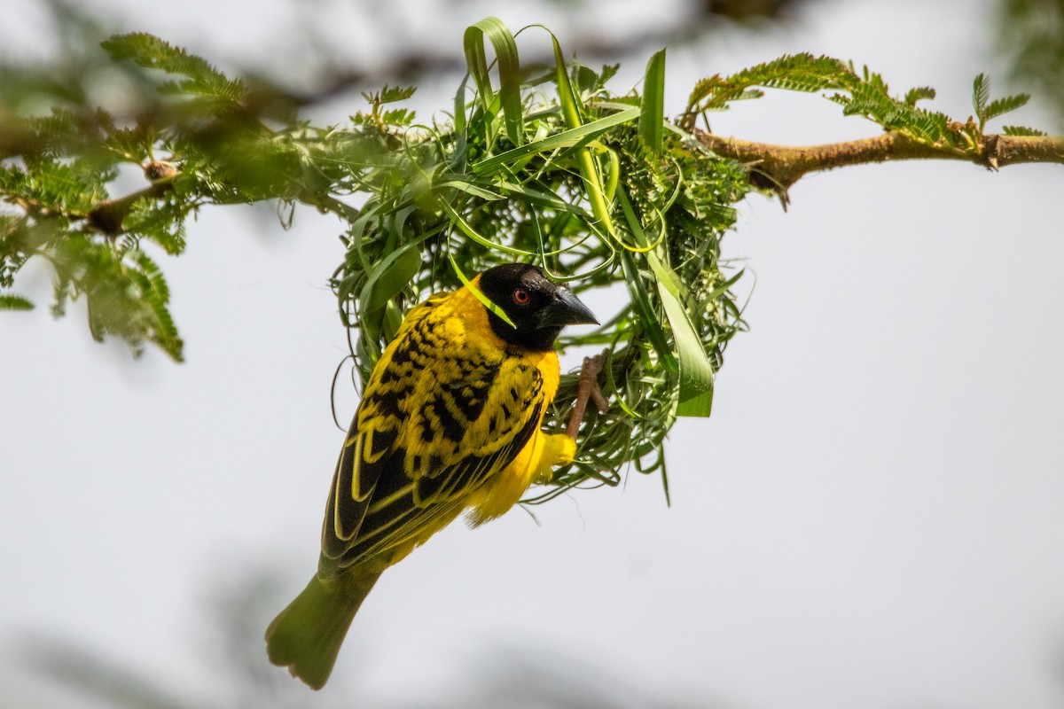 Village Weaver (Black-headed) - ML609819117