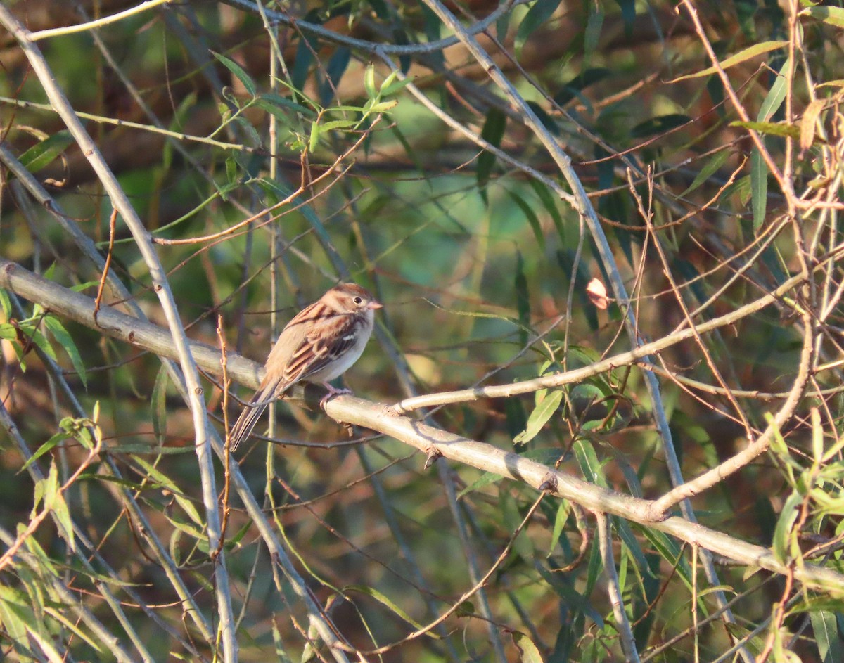 Field Sparrow - ML609819124