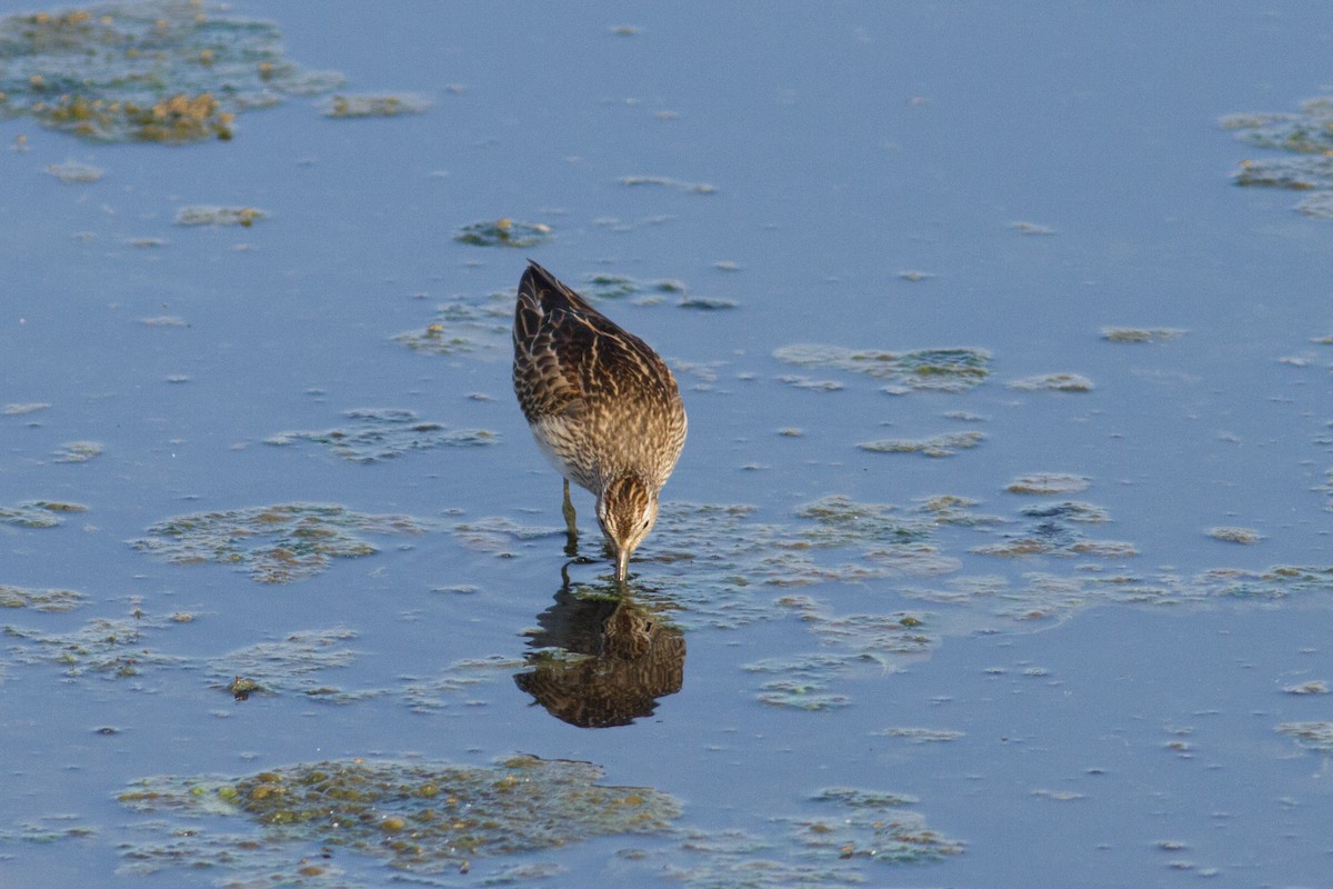 Pectoral Sandpiper - ML609819205